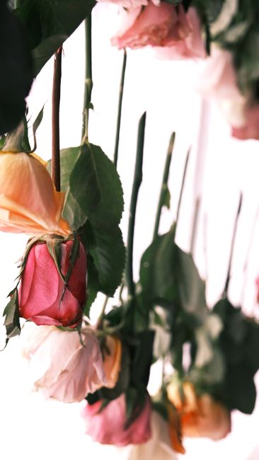 A close-up view of several pink roses with delicate, slightly ruffled petals, some partially closed and others beginning to open, hanging from a floral display or arrangement. The roses are accompanie
